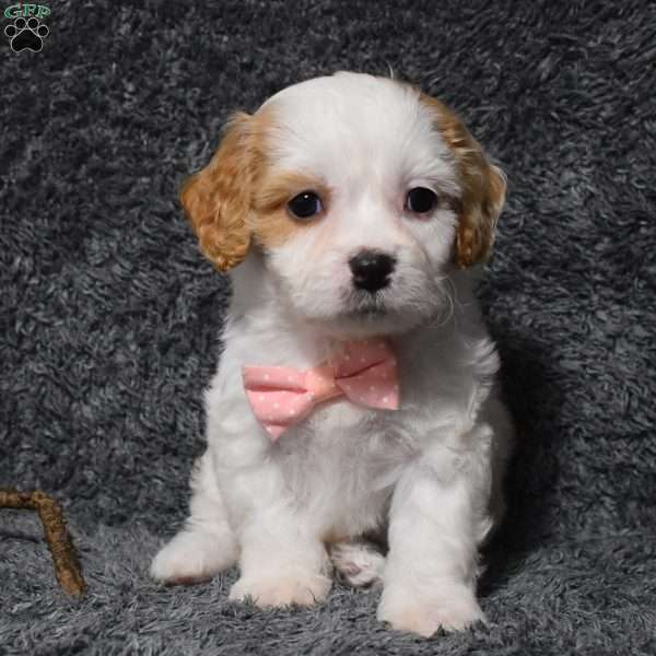 Holly, Cavachon Puppy